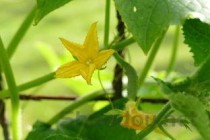 女性喝桂花茶的好处，桂花泡水喝的9大禁忌