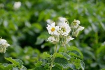 长在农村的42种野菜，长在农村的42种野菜图片