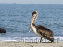 海鳗鱼图片大全大图，海鳗鱼图片